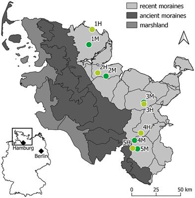 Ash seedlings in a reciprocal transplant experiment—the extent of damage of mature forest stands affects ash offspring performance